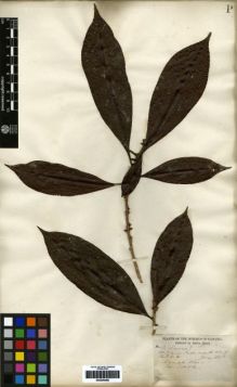 Type specimen at Edinburgh (E). Hayes, Sutton: 67. Barcode: E00259469.