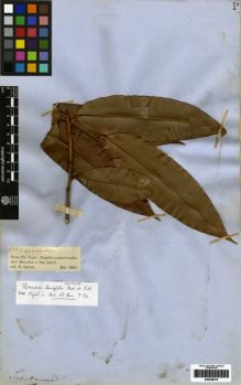Type specimen at Edinburgh (E). Spruce, Richard: 1949. Barcode: E00259470.