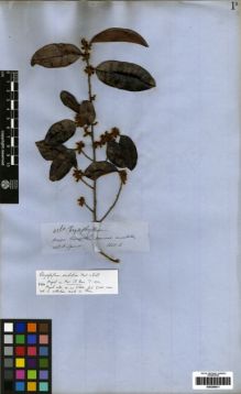 Type specimen at Edinburgh (E). Spruce, Richard: 4260. Barcode: E00259471.