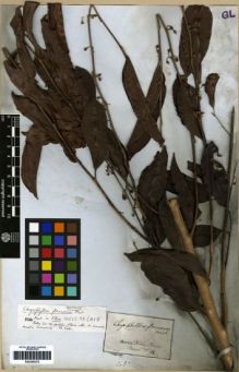 Type specimen at Edinburgh (E). Martius, Carl: 102. Barcode: E00259472.