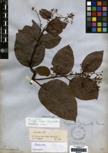 Type specimen at Edinburgh (E). Spruce, Richard: NECTANDRA (6). Barcode: E00259473.