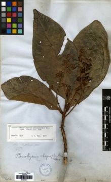 Type specimen at Edinburgh (E). Mathews, Andrew: 1432. Barcode: E00259475.