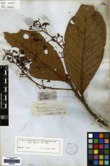 Type specimen at Edinburgh (E). Mathews, Andrew: 1432. Barcode: E00259476.