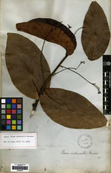 Type specimen at Edinburgh (E). Mathews, Andrew: 1434. Barcode: E00259478.