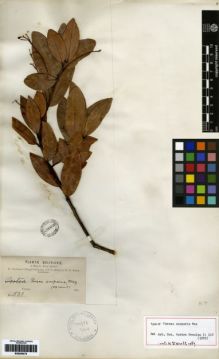 Type specimen at Edinburgh (E). Bang, Miguel: 501. Barcode: E00259479.
