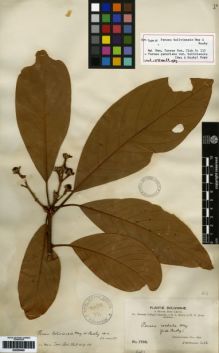 Type specimen at Edinburgh (E). Bang, Miguel: 1733. Barcode: E00259480.
