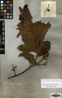 Type specimen at Edinburgh (E). Spruce, Richard: . Barcode: E00259484.