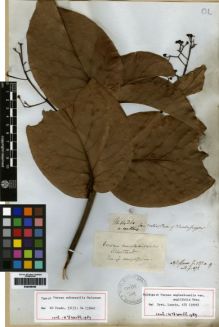 Type specimen at Edinburgh (E). Mathews, Andrew: 1434. Barcode: E00259485.