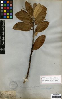 Type specimen at Edinburgh (E). Gardner, George: 4358. Barcode: E00259486.