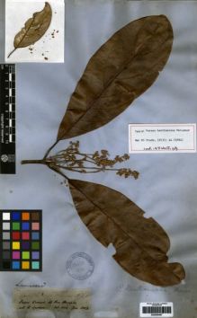 Type specimen at Edinburgh (E). Spruce, Richard: 2766. Barcode: E00259487.