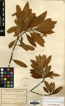 Type specimen at Edinburgh (E). Sintenis, Paul: 4702. Barcode: E00259488.