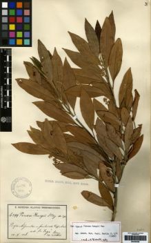 Type specimen at Edinburgh (E). Sintenis, Paul: 4399. Barcode: E00259489.