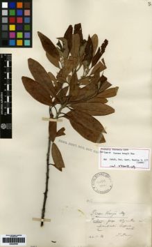 Type specimen at Edinburgh (E). Sintenis, Paul: 4399. Barcode: E00259490.