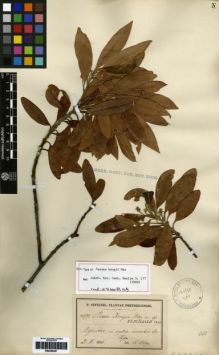 Type specimen at Edinburgh (E). Sintenis, Paul: 4399. Barcode: E00259491.