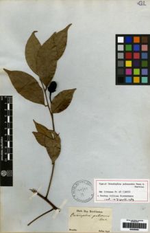 Type specimen at Edinburgh (E). Sellow, Friedrich: . Barcode: E00259494.