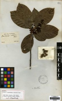 Type specimen at Edinburgh (E). Sellow, Friedrich: . Barcode: E00259499.