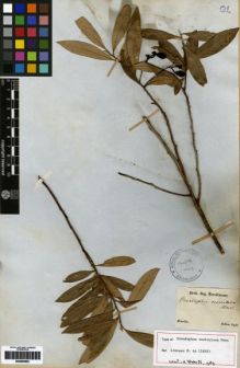 Type specimen at Edinburgh (E). Sellow, Friedrich: . Barcode: E00259500.
