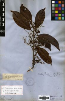 Type specimen at Edinburgh (E). Spruce, Richard: 2149. Barcode: E00259508.