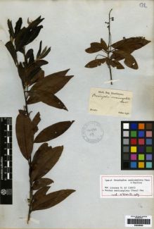 Type specimen at Edinburgh (E). Sellow, Friedrich: . Barcode: E00259509.