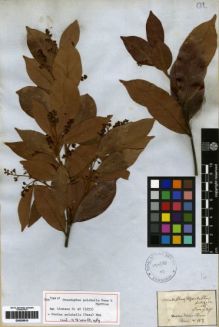 Type specimen at Edinburgh (E). Martius, Carl: 117. Barcode: E00259510.