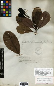 Type specimen at Edinburgh (E). Spruce, Richard: 3065. Barcode: E00259512.
