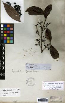 Type specimen at Edinburgh (E). Spruce, Richard: 3792. Barcode: E00259515.
