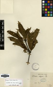 Type specimen at Edinburgh (E). Glaziou, Auguste: 12133. Barcode: E00259517.
