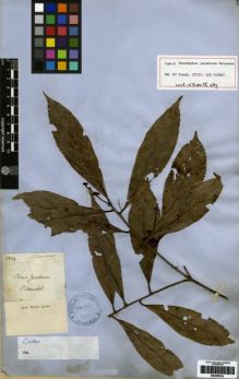 Type specimen at Edinburgh (E). Blanchet, Jacques: 2554. Barcode: E00259543.