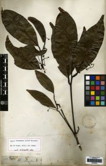Type specimen at Edinburgh (E). Gardner, George: 811. Barcode: E00259544.