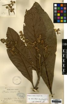 Type specimen at Edinburgh (E). Glaziou, Auguste: 14207. Barcode: E00259545.