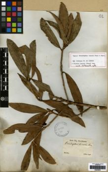 Type specimen at Edinburgh (E). Sellow, Friedrich: . Barcode: E00259553.