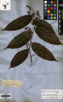 Type specimen at Edinburgh (E). Spruce, Richard: 1853. Barcode: E00259554.