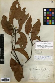 Type specimen at Edinburgh (E). Schiede, Christian: . Barcode: E00259557.