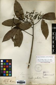 Type specimen at Edinburgh (E). Gardner, George: 1992. Barcode: E00259559.