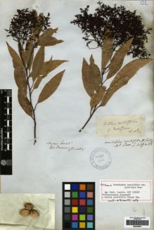 Type specimen at Edinburgh (E). Tweedie, John: . Barcode: E00259561.
