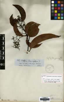 Type specimen at Edinburgh (E). Spruce, Richard: 3069. Barcode: E00259562.