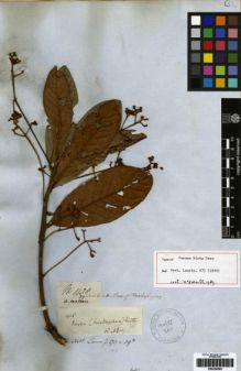 Type specimen at Edinburgh (E). Mathews, Andrew: 1428. Barcode: E00259563.
