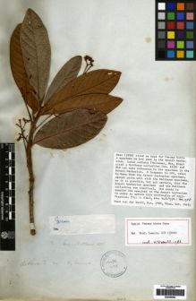 Type specimen at Edinburgh (E). Mathews, Andrew: 1428. Barcode: E00259564.