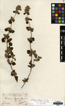 Type specimen at Edinburgh (E). Parry, Charles; Palmer, Edward: 728. Barcode: E00259567.