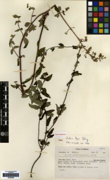 Type specimen at Edinburgh (E). Mexia, Ynes: 1582-A. Barcode: E00259569.