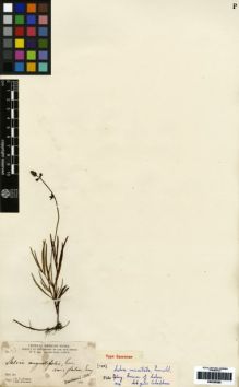 Type specimen at Edinburgh (E). Parry, Charles; Palmer, Edward: 760. Barcode: E00259585.