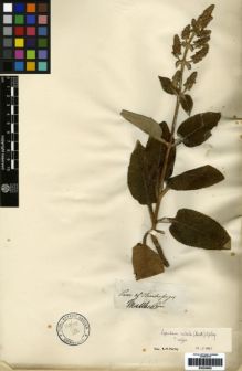 Type specimen at Edinburgh (E). Mathews, Andrew: . Barcode: E00259592.