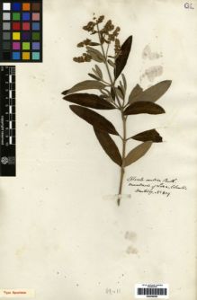 Type specimen at Edinburgh (E). Hartweg, Karl: 809. Barcode: E00259593.