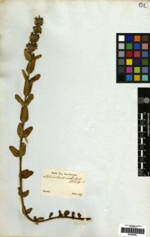 Type specimen at Edinburgh (E). Sellow, Friedrich: . Barcode: E00259602.