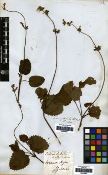 Type specimen at Edinburgh (E). Gillies, John: . Barcode: E00259604.