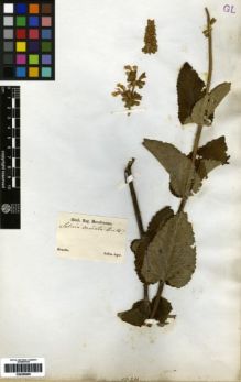 Type specimen at Edinburgh (E). Sellow, Friedrich: . Barcode: E00259605.