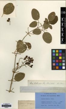 Type specimen at Edinburgh (E). Brown, Robert: . Barcode: E00259614.