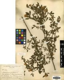 Type specimen at Edinburgh (E). Reverchon, Elisée: 1182. Barcode: E00259617.
