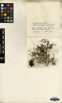 Type specimen at Edinburgh (E). Purpus, Carl: 2563. Barcode: E00259625.