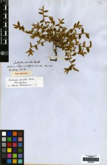 Type specimen at Edinburgh (E). Hartweg, Karl: 20. Barcode: E00259628.